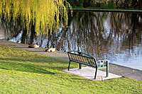 Canada geese resting beside a park bench.
