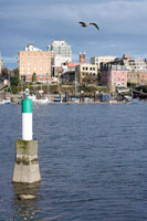 Victoria inner harbour, buoy and seagull in flight.